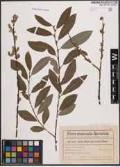 Foto von Salix cinerea L. x Salix purpurea L.